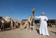 Na farmě velbloudi, Katar, farma