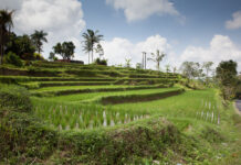 Bali 2015 Bali rýže