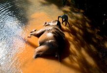 Goa 2016 Slon, koupání