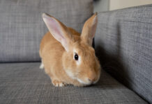 Králíček Králíček Cherry