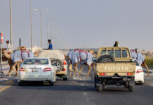 #6 Velbloudi na zebře Shahaniya Qatar camels on a pedestrian crossing