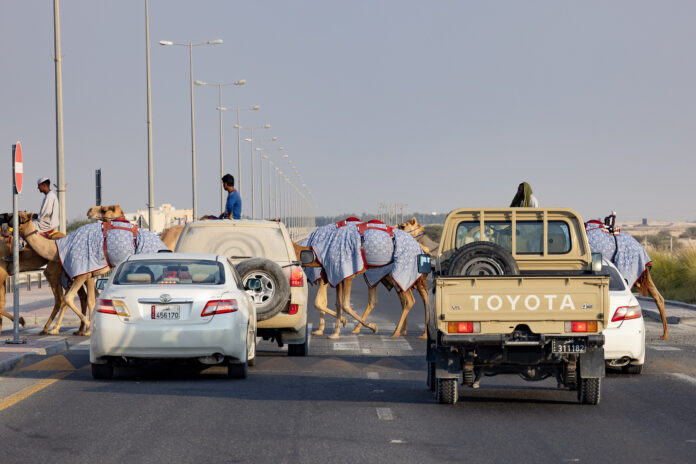 #6 Velbloudi na zebře Shahaniya Qatar camels on a pedestrian crossing
